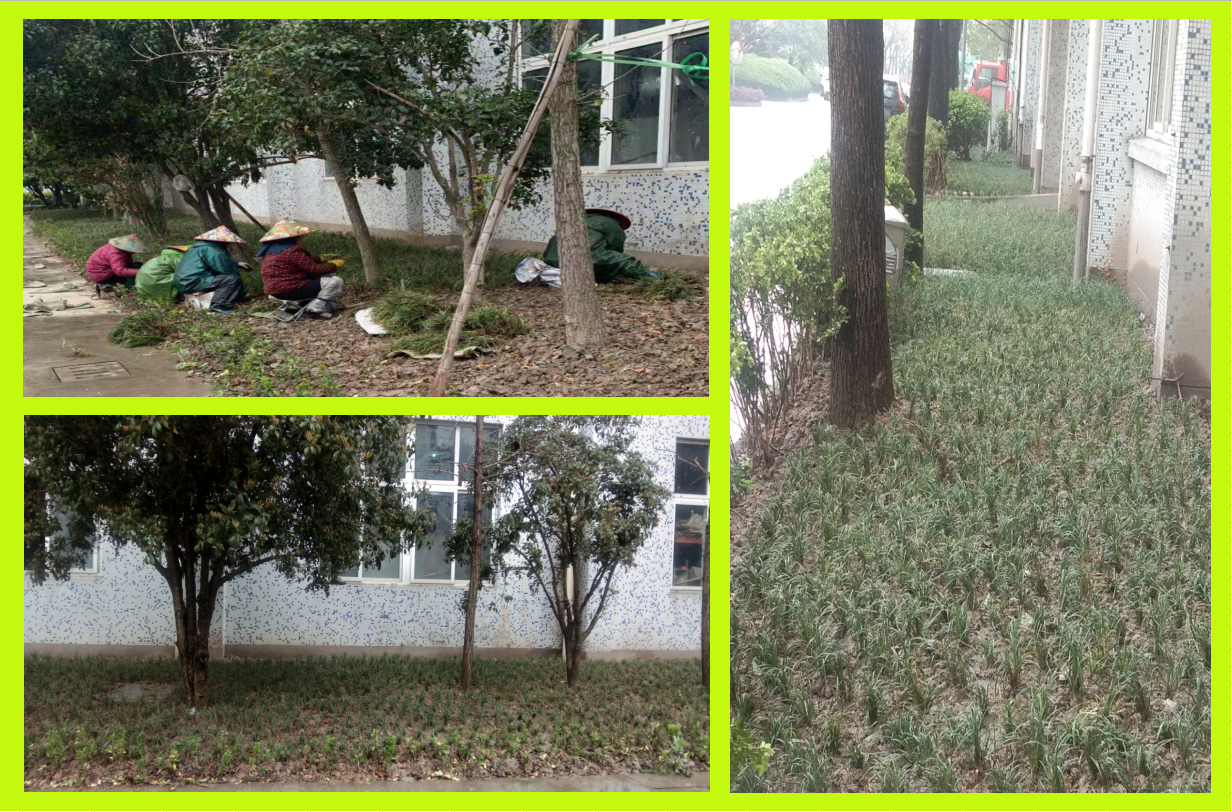 种植绿化，，，，，，美化坏境